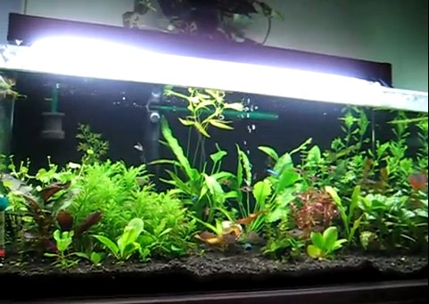 A properly aquarium setup