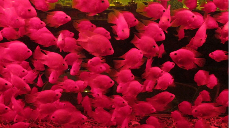 An overstocked fish tank with too many parrot cichlids
