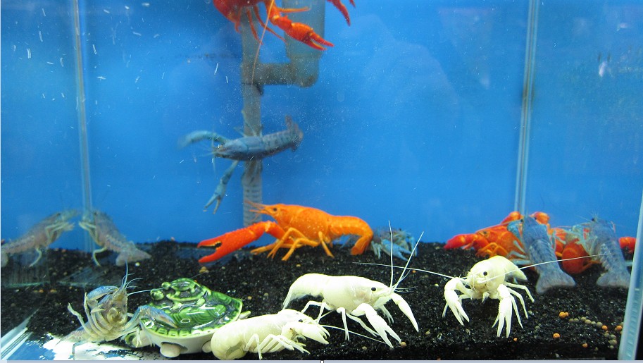 [Image: lots-of-crayfish.jpg]