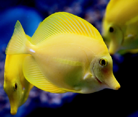 Yellow Tang