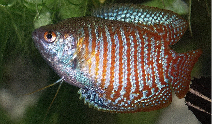 Dwarf Gourami