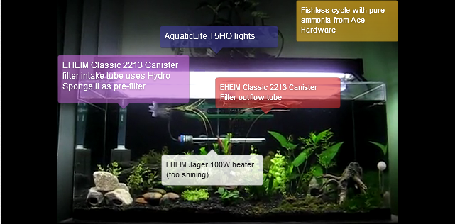 A plated aquarium during fishless cycling