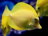 Yellow Tang