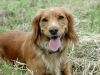 Springer Spaniel