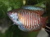 Dwarf Gourami