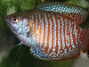 dwarf-gourami-longer-small-version