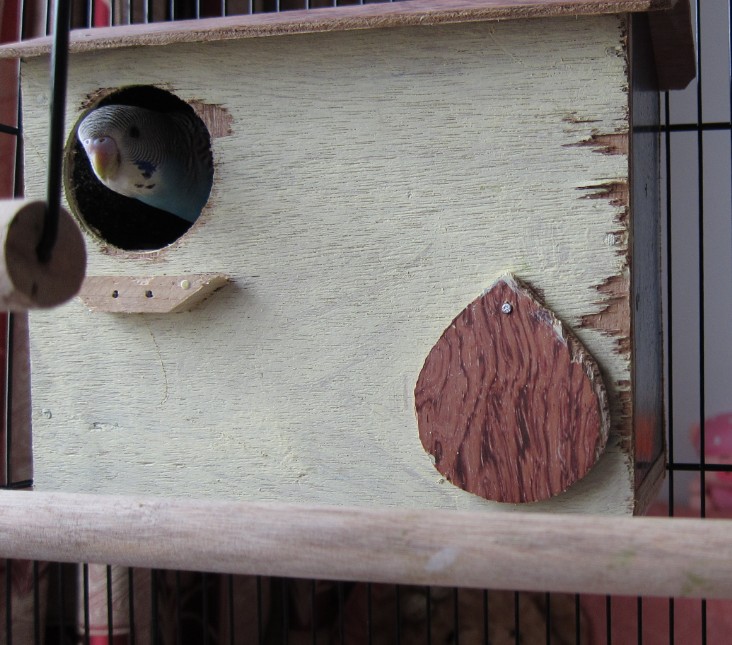 [Image: Budgie-parakeets-nest.jpg]