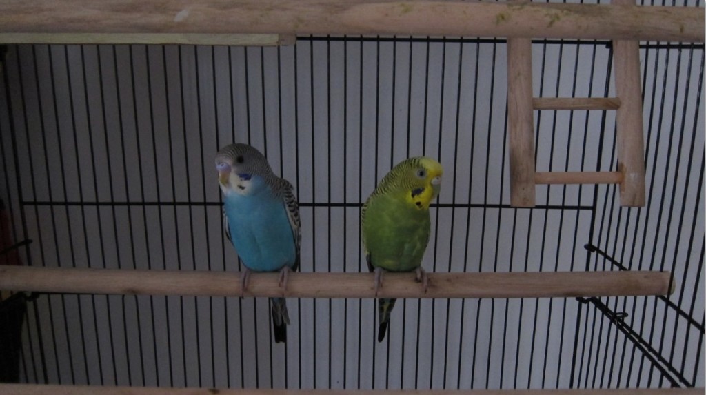 [Image: Two-Budgie-parakeets-1024x573.jpg]