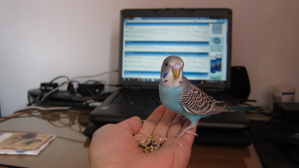 [Image: hand-feeding-blue-02-1024x574.jpg]