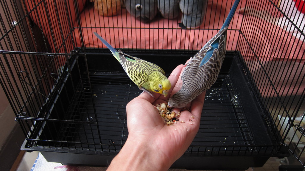 Hand feed my budgies