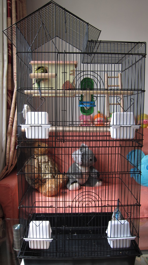 A basic budgie cage setup with perches, cups, mineral rock, cuttlebone, breeding nest