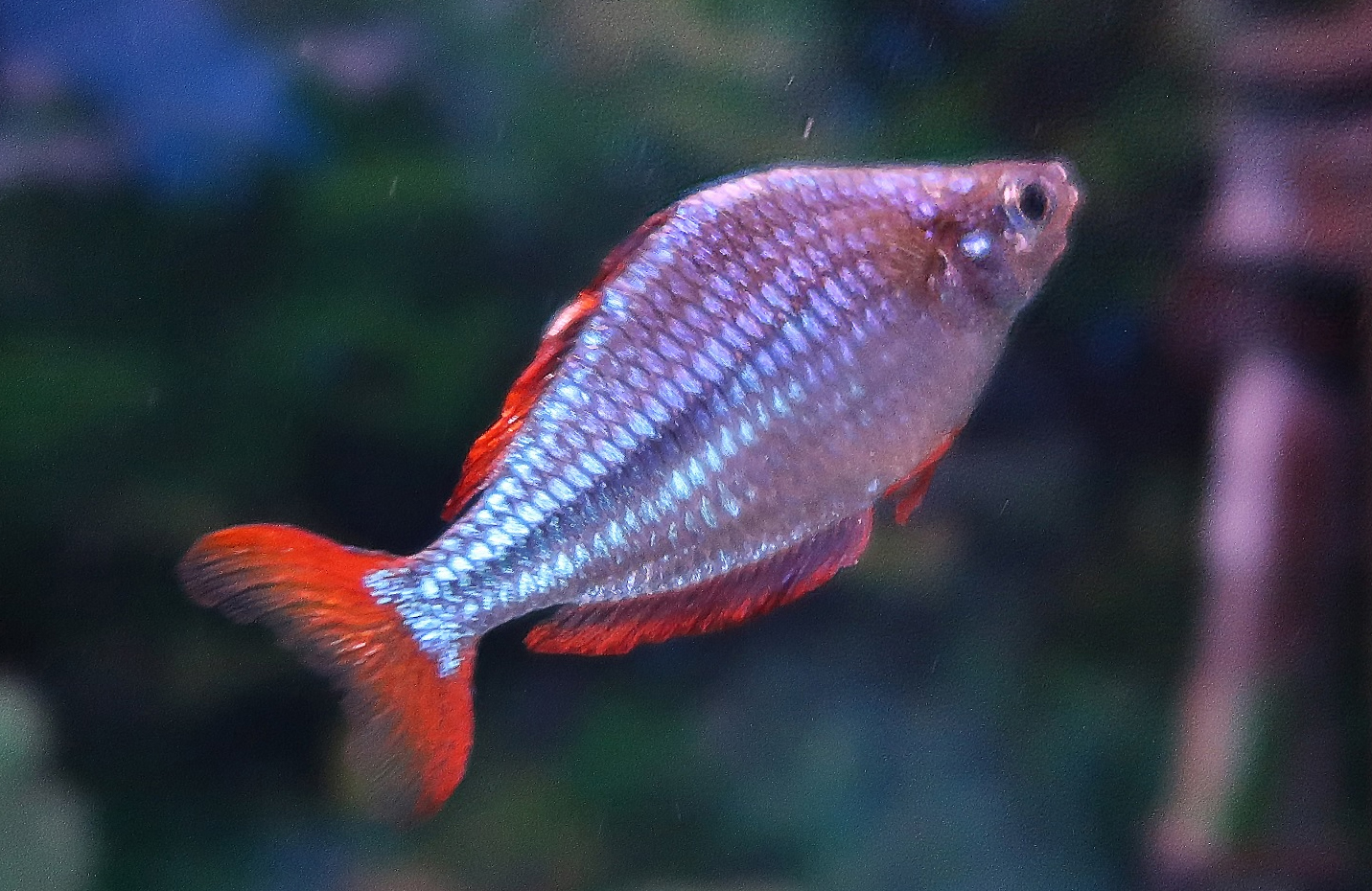 An adult male Dwarf Neon Rainbowfish