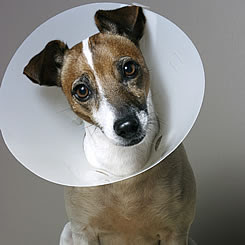 [Image: dog%2Bcone.jpg]