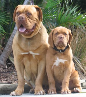 [Image: turner-and-hooch-2.jpg]