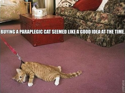 [Image: buying_paraplegic_cat.jpg?w=720]