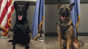 [Image: white-house-kennels1.jpg?w=300&h=168]