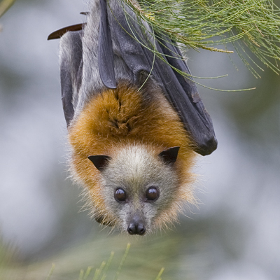 [Image: flying+fox+pic.jpg]