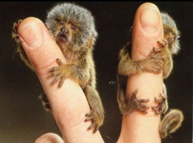 [Image: the_smallest_pets_640_31.jpg]