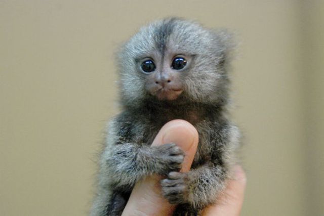 [Image: the_smallest_pets_640_22.jpg]
