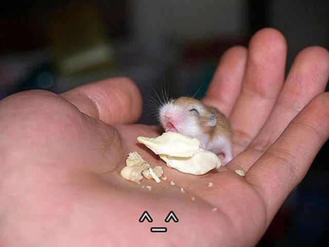 [Image: the_smallest_pets_640_21.jpg]