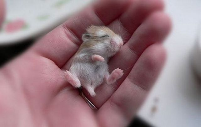 [Image: the_smallest_pets_640_08.jpg]
