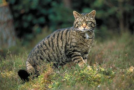 [Image: wildcat.jpg]