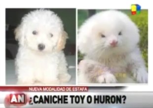 [Image: poodle-ferret-lg.jpg]