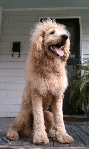 [Image: charles-dog-lion-facebook-2.jpg]