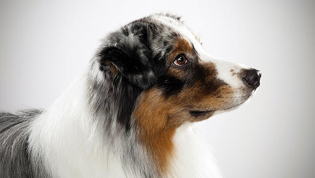 [Image: australian-shepherd_05_lg.jpg]