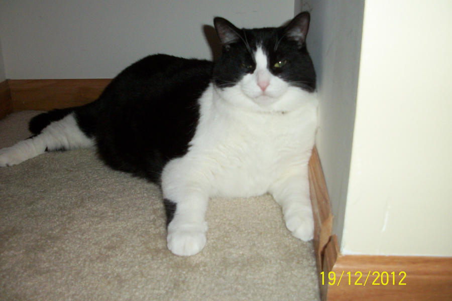 [Image: hanging_out_in_a_closet_by_animal_anime_...5onq4u.jpg]