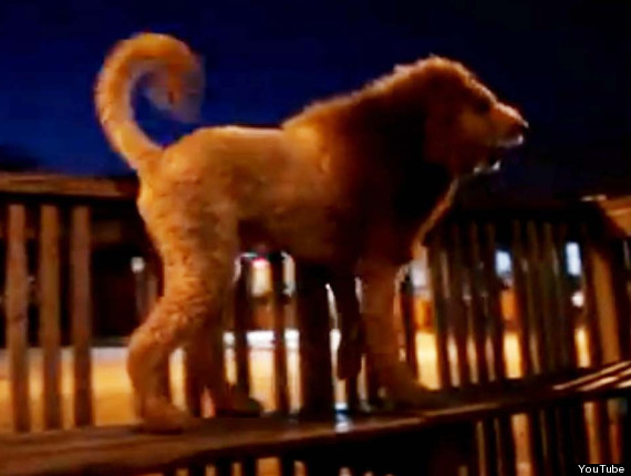 [Image: o-CHARLES-THE-MONARCH-LABRADOODLE-570.jpg?8]