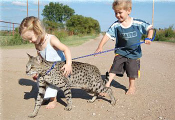 [Image: savannah-cat-6103802.jpg]