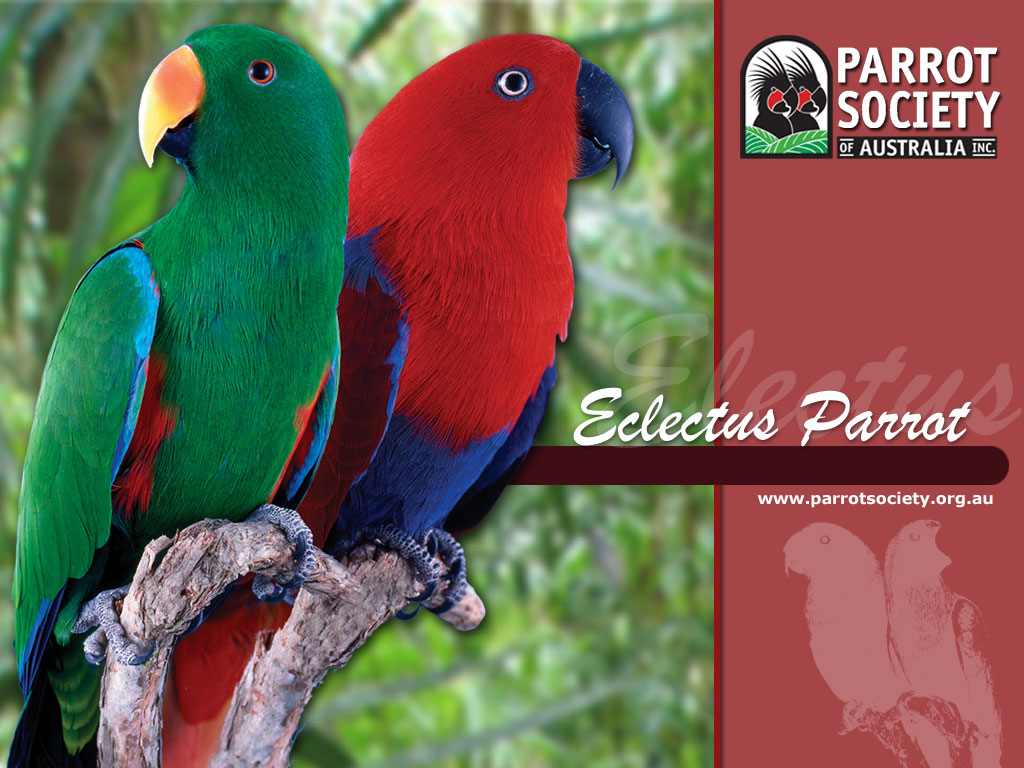 [Image: PSOA_Eclectus_1024x768.jpg]