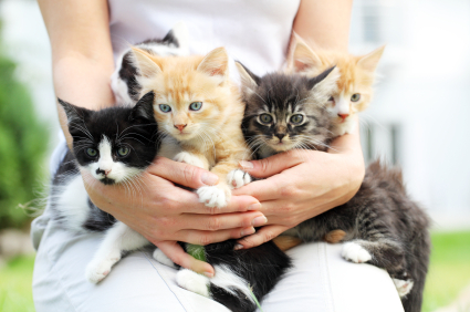 [Image: Person_Holding_Little_Cats_in_Arms.jpg]