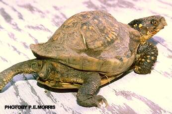 [Image: turtk.jpg]
