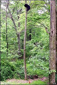 [Image: _41750334_bear203_ap.jpg]