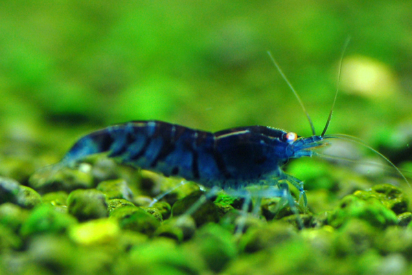 [Image: oebt-orange-eye-blue-tiger-shrimp__03569_zoom.jpg]