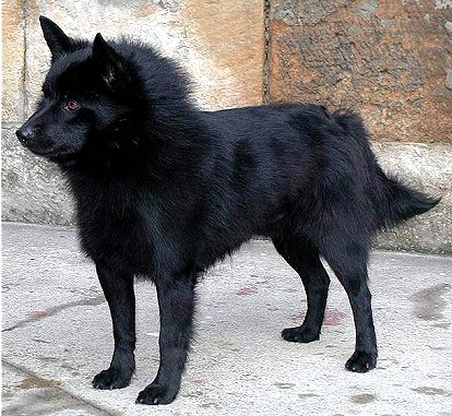 [Image: schipperke.jpg]