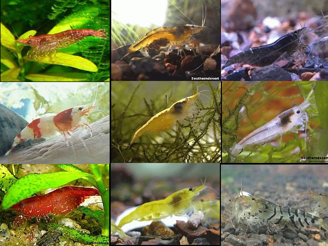 [Image: shrimp2.jpg]