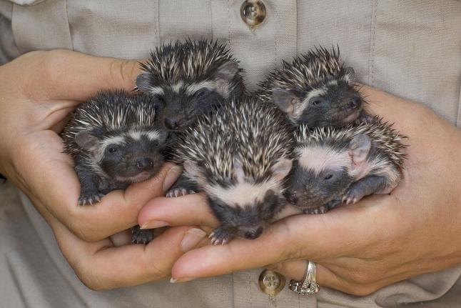 [Image: Pygmy-hedgehogs-a-hit-with-Swedes.jpg]