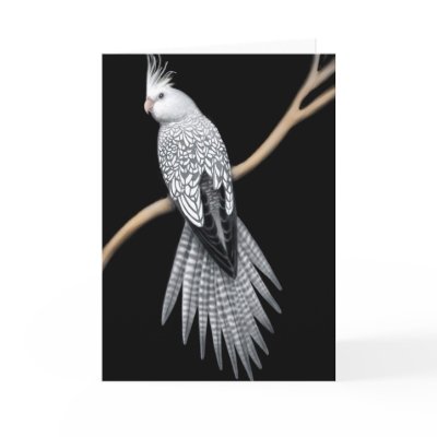 [Image: whitefaced_pearl_pied_cockatiel_card-p13...r3_400.jpg]