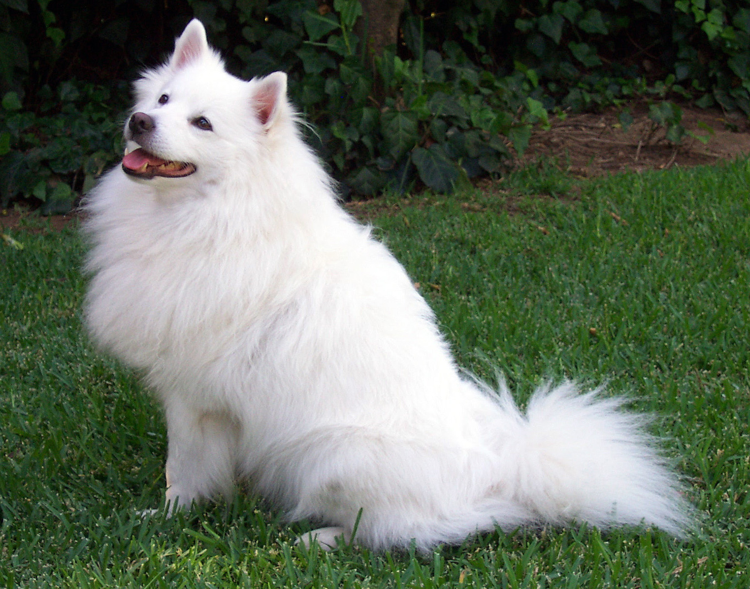 [Image: American_Eskimo_Dog.jpg]