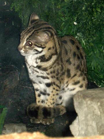 [Image: Stavenn_Felis_bengalensis_00.jpg]