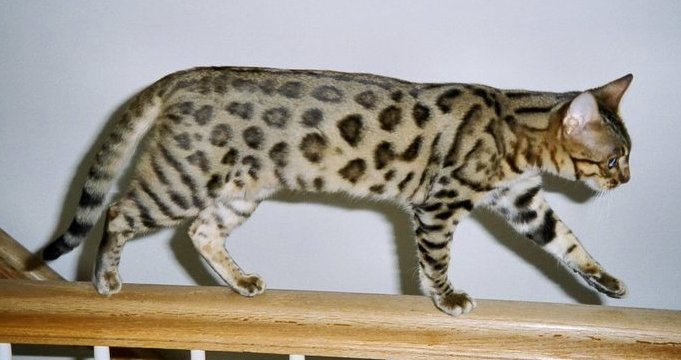 [Image: BengalCat_Stella.jpg]