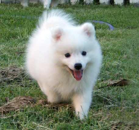 [Image: Japspitzpup.jpg]