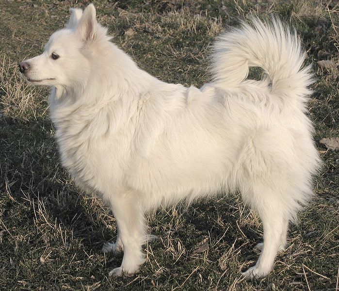[Image: 699px-Spitz.jpg]