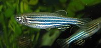 [Image: 200px-Zebrafisch.jpg]