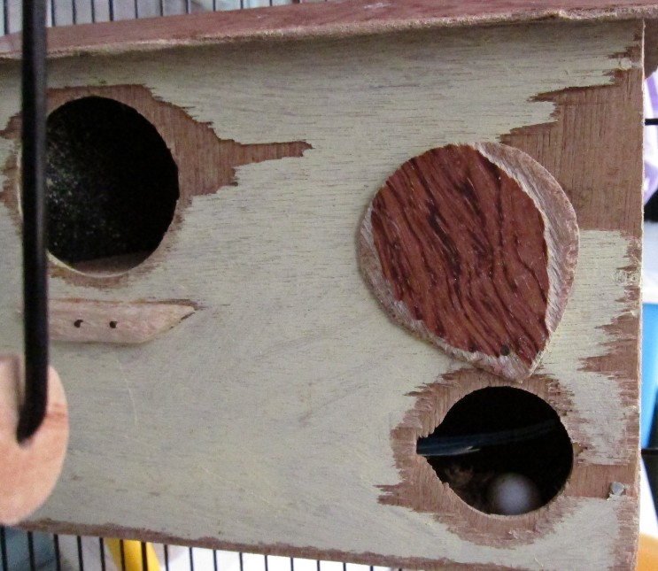 [Image: budgie-egg-1.jpg?i=1401114935]