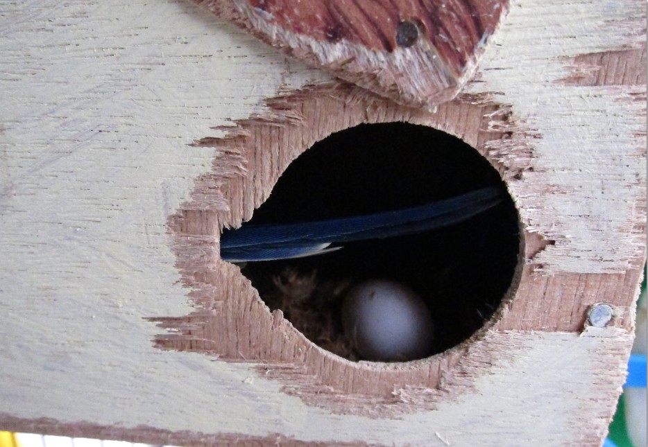 [Image: budgie-egg-2.jpg?i=1316000221]