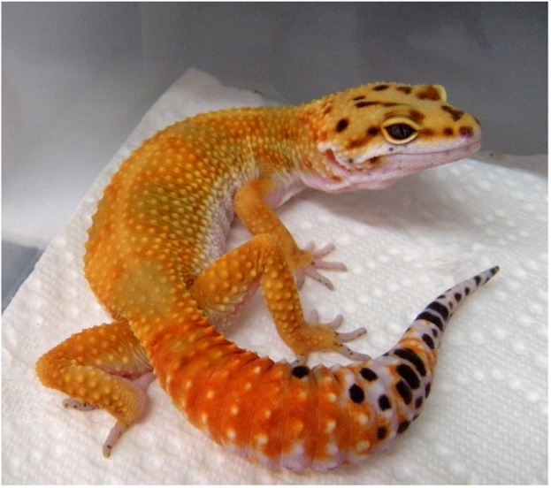 [Image: leopard-gecko-hypo-carrot-tail.jpg]